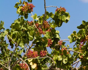 Pistachio Fruit Tree
